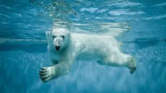 3 Benefits of COLD IMMERSION: Part 2 - Sportkini