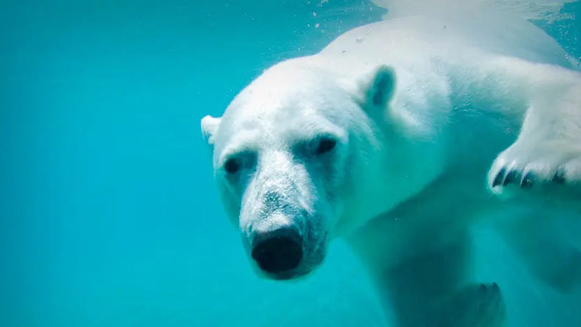 3 Benefits of COLD IMMERSION: Part 1 - Sportkini