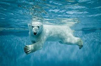 Cold Immersion Therapy - Polar Bear