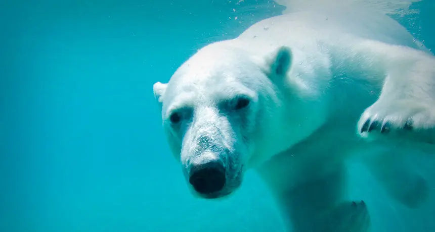 3 Benefits of COLD IMMERSION: Part 1 - Sportkini